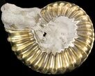 Pyritized Pleuroceras Ammonite - Germany #42745-1